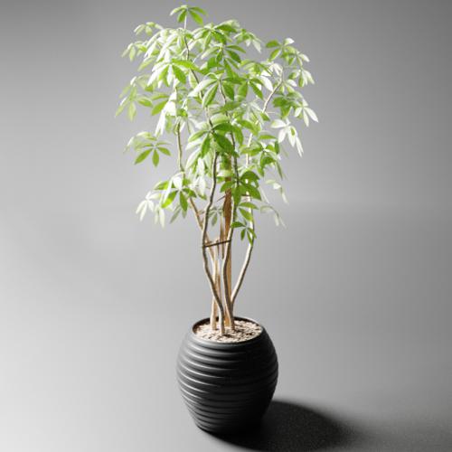 indoor plant ficus preview image